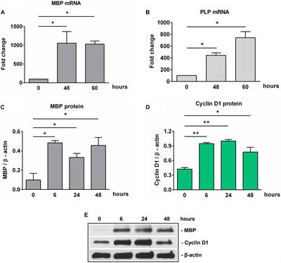 Histone Deacetylase SIRT1 Mediates C5b-9-Induced Cell Cycle in Oligodendrocytes